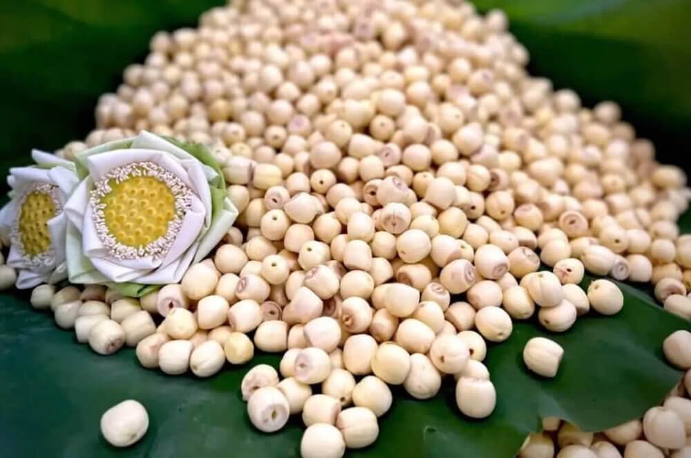 Hạt sen thường được du khách lựa chọn mua về làm quà 