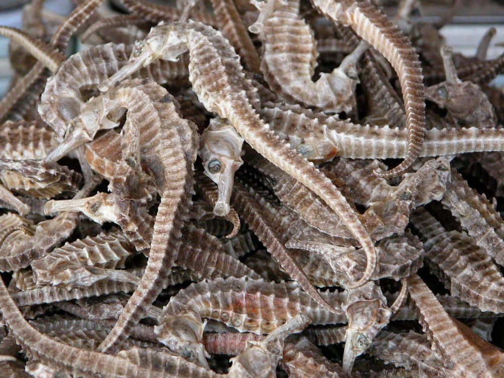 Cá ngựa khô phù hợp tặng ông bà, cha mẹ