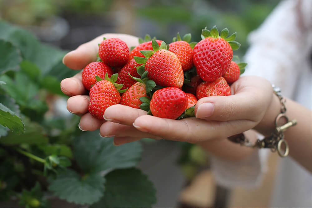 Đà Lạt là nơi trồng dâu tây lớn nhất tại Việt Nam