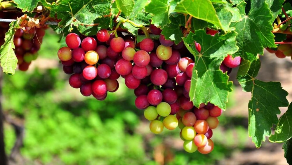 Nho xứ Ninh Thuận nức tiếng với độ ngon