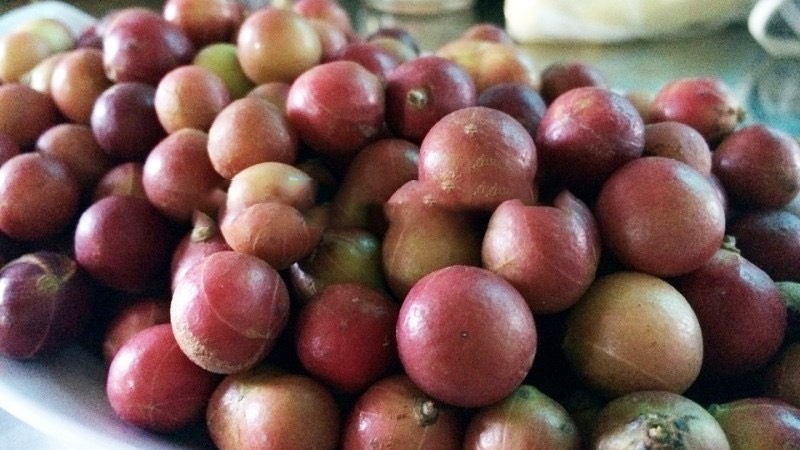 Trái da đá được trồng rất nhiều tại Ninh Thuận