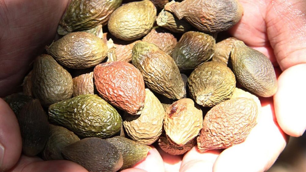 Hạt ươi có nhiều chất dinh dưỡng, tốt cho sức khoẻ