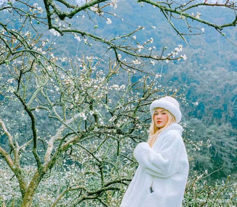 Những thời điểm lý tưởng để đi du lịch Mộc Châu 