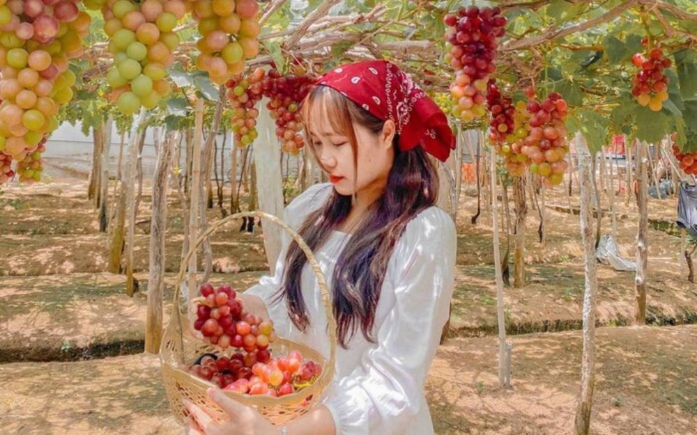 Tham quan và thưởng thức nho tại vườn