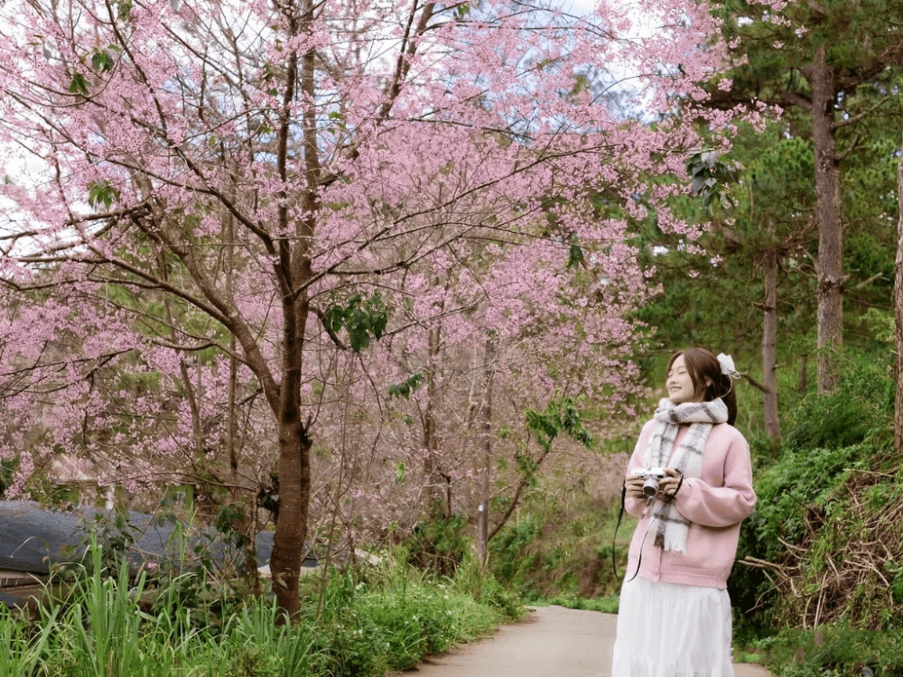 Mùa xuân ở Đà Lạt trong lành và dịu dàng