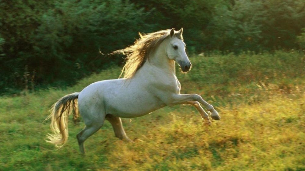 Tổng quan về người tuổi Ngọ trong phong thuỷ