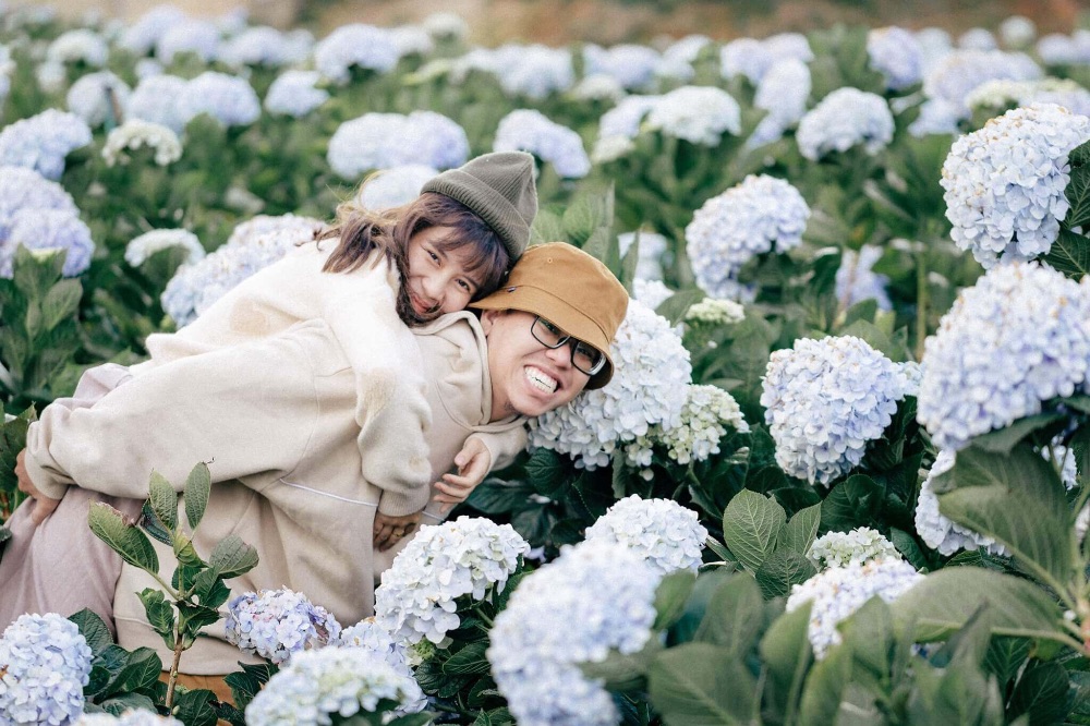 Lạc lối trong những vườn cẩm tú cầu đẹp như mơ