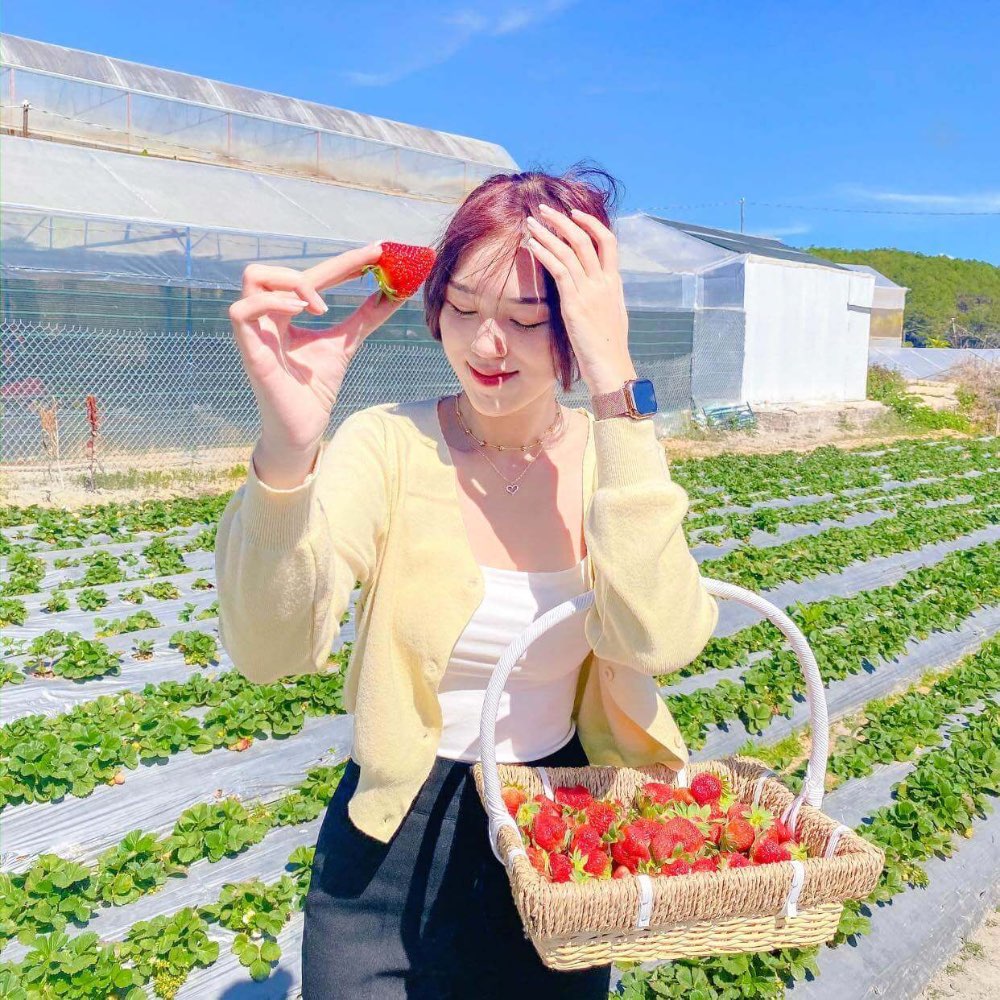 Trải nghiệm hái dâu tây ngay tại vườn