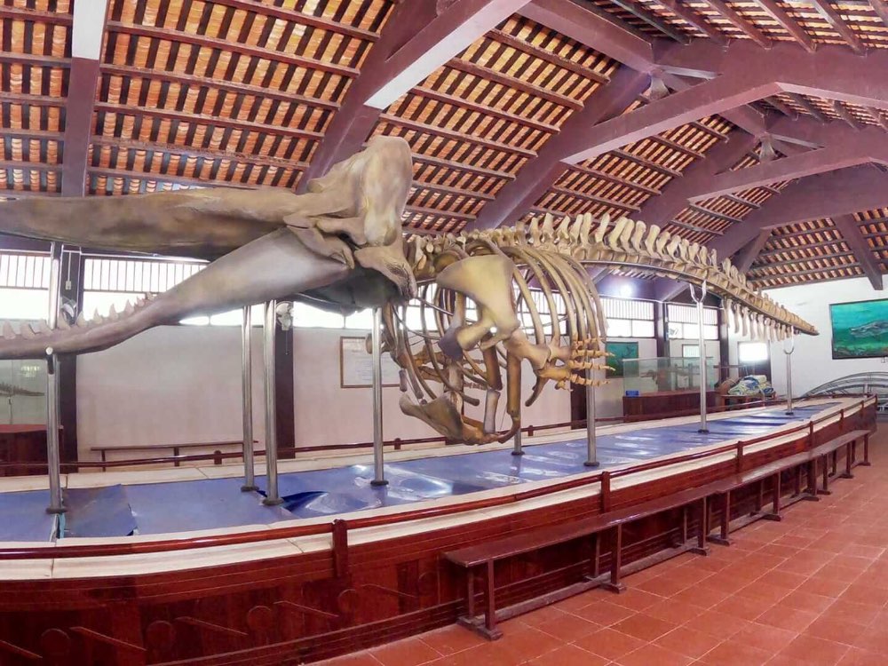 Đền thờ cá Ông Vạn An Thạnh nơi có bộ xương cá voi dài hơn 20m