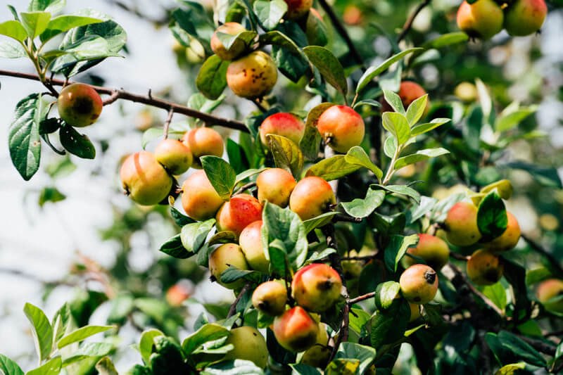 Táo mèo có thể mua về để ngâm rượu