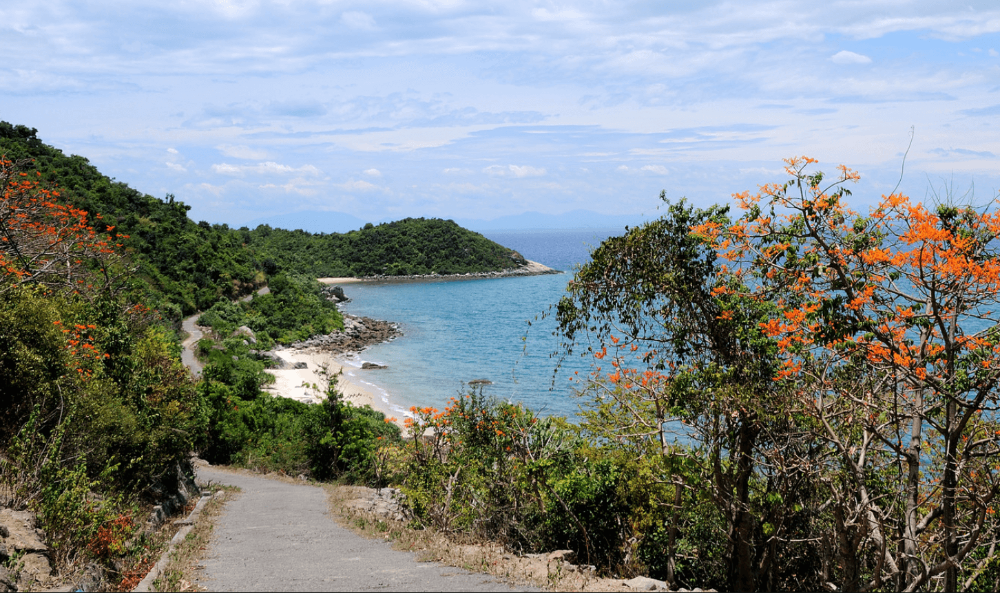 Con đường hoa ngô đồng đẹp như tranh vẽ