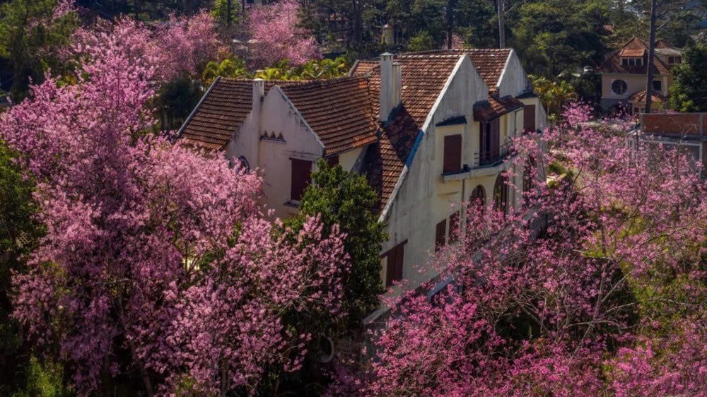 Thời điểm lý tưởng để săn mai anh đào