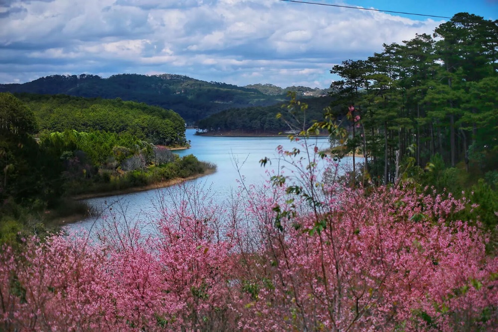 Bản hoà ca của mai anh đào, rừng thông và hồ nước