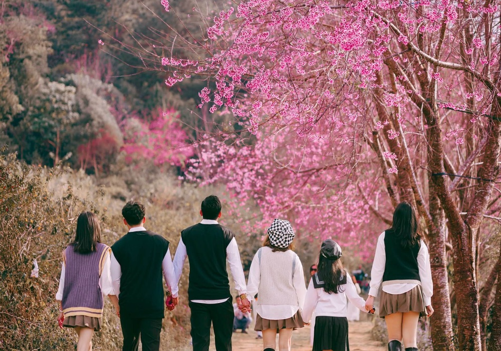 Kinh nghiệm đi săn mai anh đào Đà Lạt