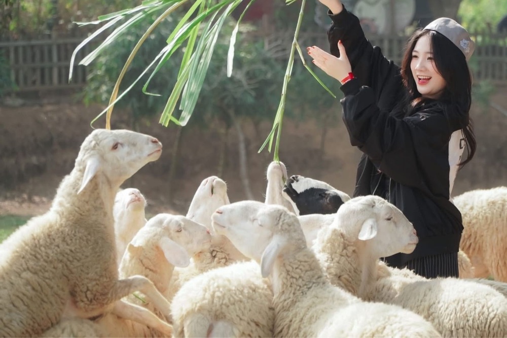 Đồng cừu Gia Hưng mang đến những trải nghiệm rất thú vị