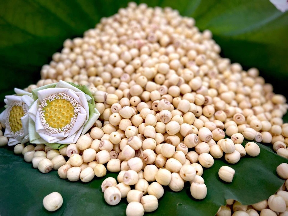 Hạt sen thường được du khách lựa chọn mua về làm quà 