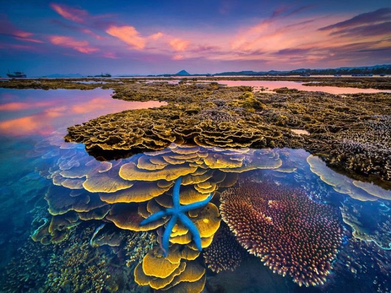 Gành Yến nổi tiếng với những rạn san hô hoa khổng lồ